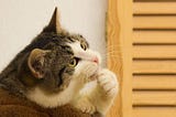 Apakah Kucing Menganggap Manusia sebagai “Kucing Besar”?