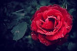 The Chameleonic Rose