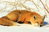What Is a Fox?