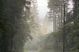 Redwood trees in fog along a lonely road.