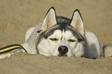 Like a Husky in the Iranian Plateau