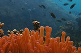 Stitching Together Coral Reefs