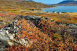 A dwarf birch tree grows on the side of the rock. It has tiny, orange, red, and yellow leaves.