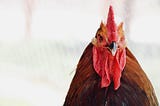 How can a rooster help you to stop working overtime?