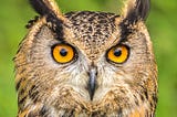 Wise owl. What is Stoicism? Practicing Stoic.
