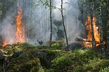 The Amazon rainforest is on fire