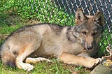 A wolf pup at the West Virginia Wildlife Center.