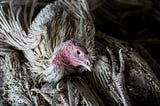 Bird flu, sick bird
