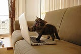 Cats biased by GenAI search engines(Pun intended)🐈‍⬛🐾
