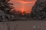 An orange sunrise through winter evergreen trees