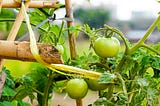 How to Grow a Mind Garden