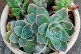 Echeveria — How to Plant and Take Care of the Rose of the Desert