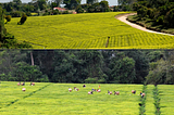 Local community and migrants at tea plantations and factories in Mufindi District, Iringa Region, Tanzania