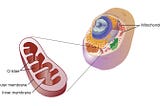 Human Anatomy and Physiology: The Cell, Transport and Protein Synthesis