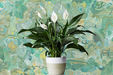 The Peace Lily: Physical & Mental Health Benefits