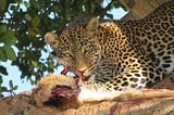 UGANDA UNVEILED: A TAPESTRY OF NATURE, CULTURE, & WARMTH.