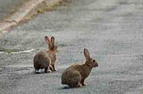 If you chase two rabbits, you will catch neither one!