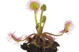 No-one’s Ark: Magnificent Sundew