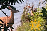 Momma and baby deer by water
