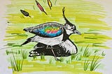 A northern lapwing, white and black with a rainbow burst on its wing, hops on one leg with his other arm bent at his side. He looks worried.