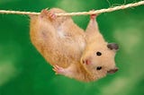 A cute fuzzy tan-colored baby hamster hanging casually from a piece of brown twine.