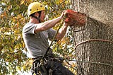 A Guide to Selecting a Tree Cutting Service
