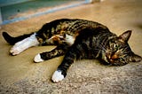 A close up of a cat lying on its side looking up at the camera with a bored expression.