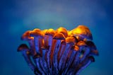 How to Sway the Skeptics: 3 Studies on Using Psychedelics to Heal from Addiction That Can’t Be…