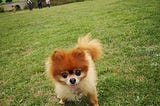 The 3 Best Dog Breed for Kids: