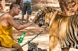Good riddance to Thailand’s infamous ‘tiger temple’