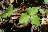 Want to Avoid Poison Ivy This Year?