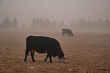 For dairy cows, where there’s smoke, there’s less milk