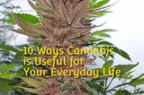 10 Ways Cannabis is Useful for Your Everyday Life