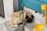 What I learned from a street pug