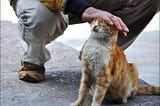 What is the relationship between cats and depression?