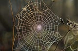 Spider Web Illusions