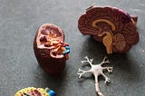 The 10 Most Expensive Organs in the Human Body: Worth Over $17 Million