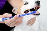 National Pet Health Month — What is Lurking in Your Pet’s Mouth?