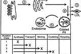 การกลายพันธุ์ในยีน LDL receptor