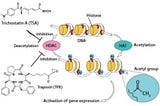 Part I: Basic Knowledge of Quantitative Analysis of Protein Acetylation Modification