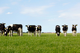 Investing in Australian Livestock Agriculture: With strong headwinds closing in, do the risks…