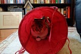 Stress free approaches for getting your cat in the carrier