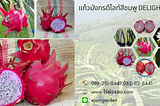 Delight Dragon Fruit แก้วมังกรดีไลท์สีชมพู Delight