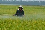 Mekong Delta Fish Sauce — The Elixir of Life