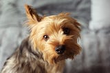 Yorkie Dog Price: Factors That Determine the Cost of Yorkshire Terrier Puppies
