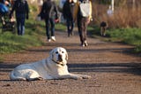 Labrador Retriever: 4 Effective Ways to Cater a Labra Dog