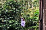 In Colombia, discovering the mesmerising beauty of a coffee plant