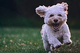 5 Brilliant back garden games your dog will love to play