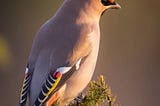Bohemian waxwings @jukkarisikko