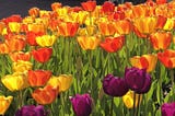 Orange and purple tulips in the sun